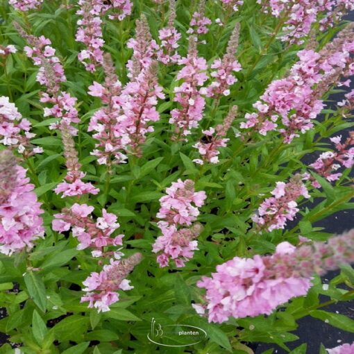 Lythrum salicaria 'Blush' - Kattenstaart