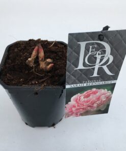 Pioenroos Paeonia Sarah Bernhardt Snijbloem