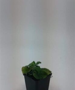 Brandkruid Phlomis russeliana Borderplant