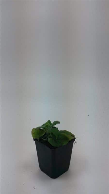 Brandkruid Phlomis russeliana Borderplant