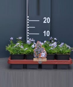 Vlambloem Phlox subulata Emerald Cushion Blue Borderplant