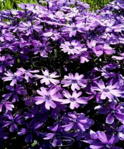 Vlambloem 'Purple Beauty'