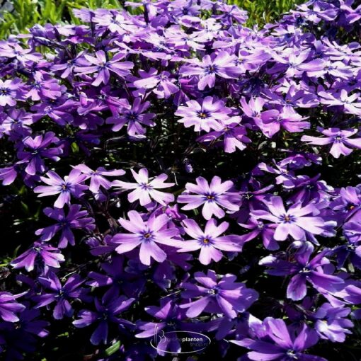 Vlambloem 'Purple Beauty'