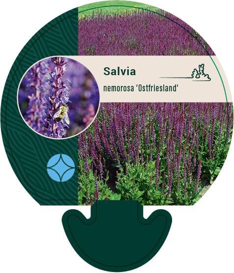 Salvia nemorosa Ostfriesland - Salie