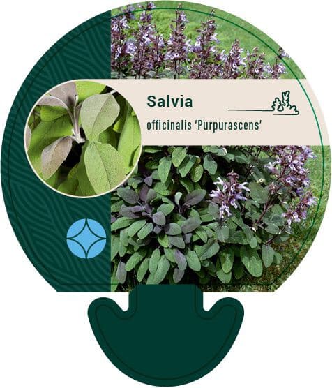 Salvia officinialis Purpurascens - Salie
