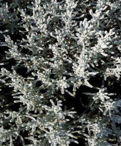 Santolina chamaecyparissus - Cypressenkruid