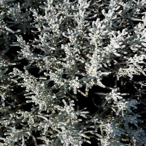 Santolina chamaecyparissus - Cypressenkruid