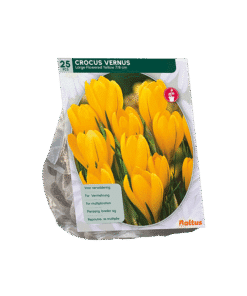 Crocus Geel Bloembollen