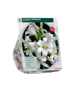 Lilium Candidum