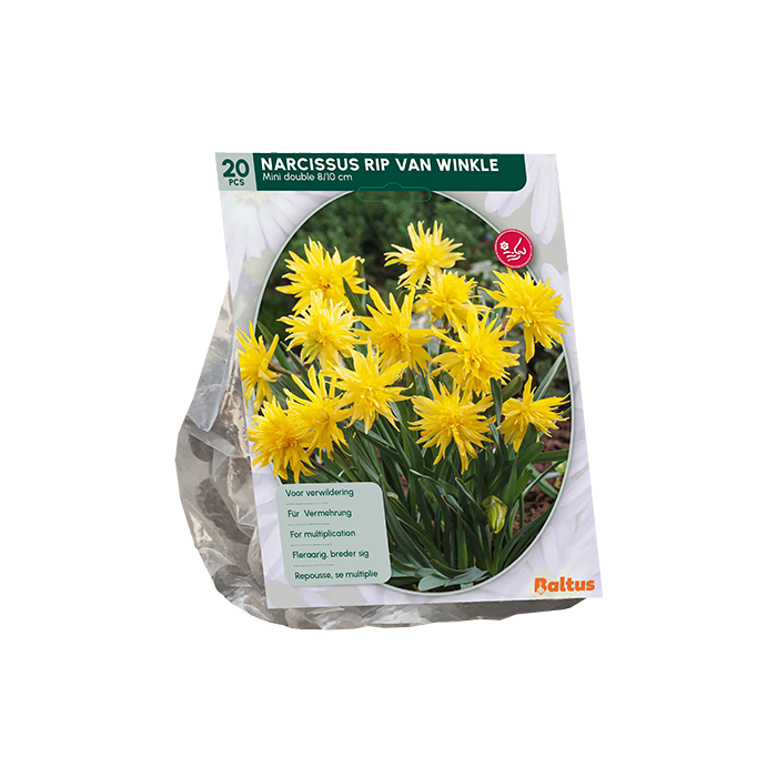 Narcis Mini Rip van Winkle