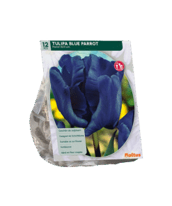Tulp Blue Parrot