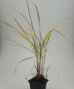 Struisriet Calamagrostis acutiflora Karl Foerster Siergras