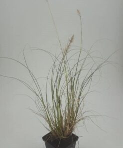 Lampepoetsersgras Pennisetum alopecuroides Hameln Siergras