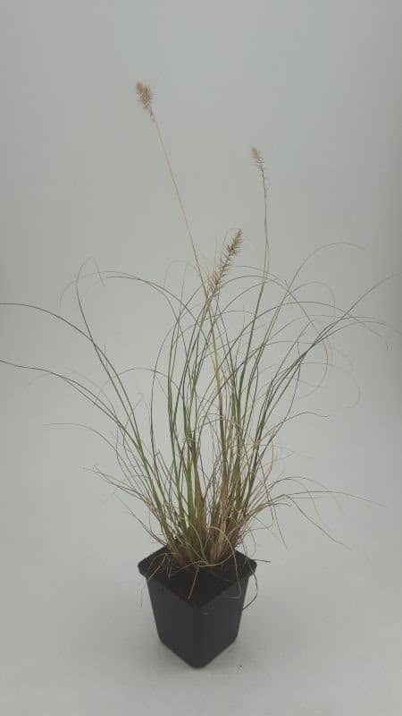 Lampepoetsersgras Pennisetum alopecuroides Hameln Siergras