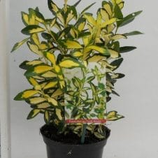Euonymus japonicus Gold Queen