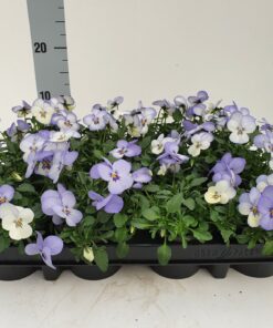 Bosviool wit blauw Viola Cornuta