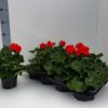 Staande geranium Pelargonium Zonale rood