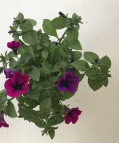 Petunia Surfinia Purple Zomerbloeier