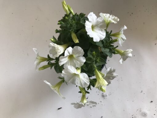 Petunia Surfinia Snowy White Zomerbloeier