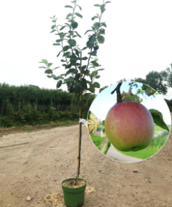 Malus notarisappel appelboom