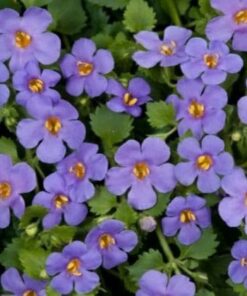 Bacopa Scopia Blue Zomerbloeier
