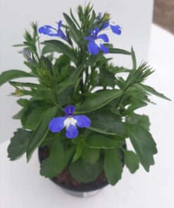 Lobelia Blue Star Zomerbloeier