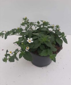 Bacopa Scopia White Zomerbloeier