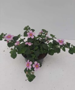 Bacopa Scopia Pink Ring Zomerbloeier