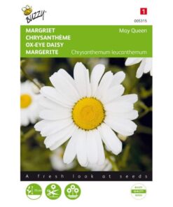 Buzzy Margriet Chrysanthemum May Queen