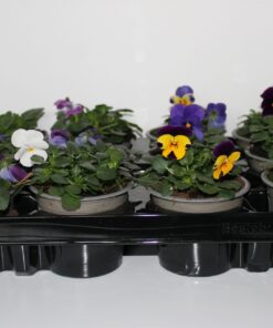 Bosviool Viola Cornuta Mix 12 stuks