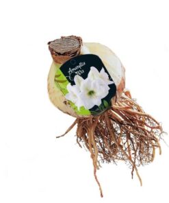 Amaryllis wit losse bol