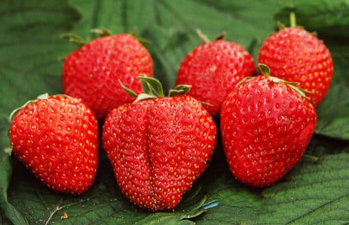 Aardbeien - Fragaria Elvira - 3 stuks