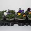 Bosviool Viola Cornuta Mix 12 stuks