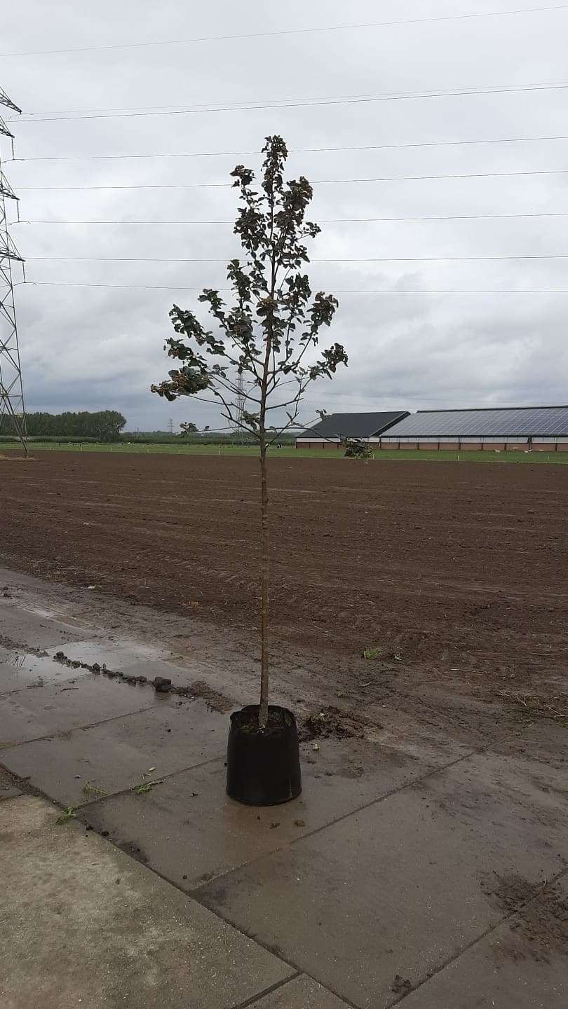 Sorbus intermedia – Zweedse meelbes