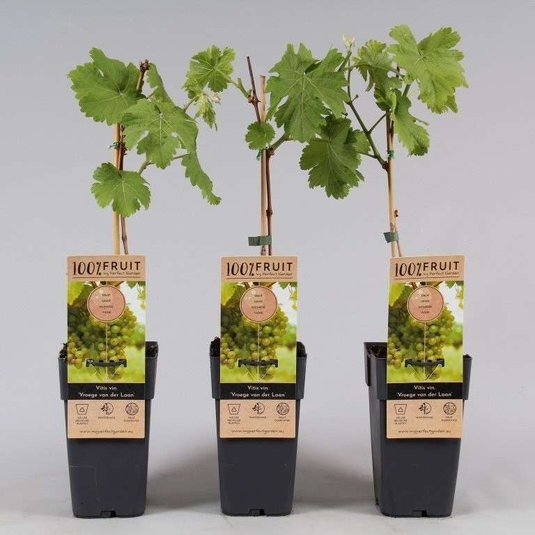 Witte buitendruif – Vitis Vroege van der Laan