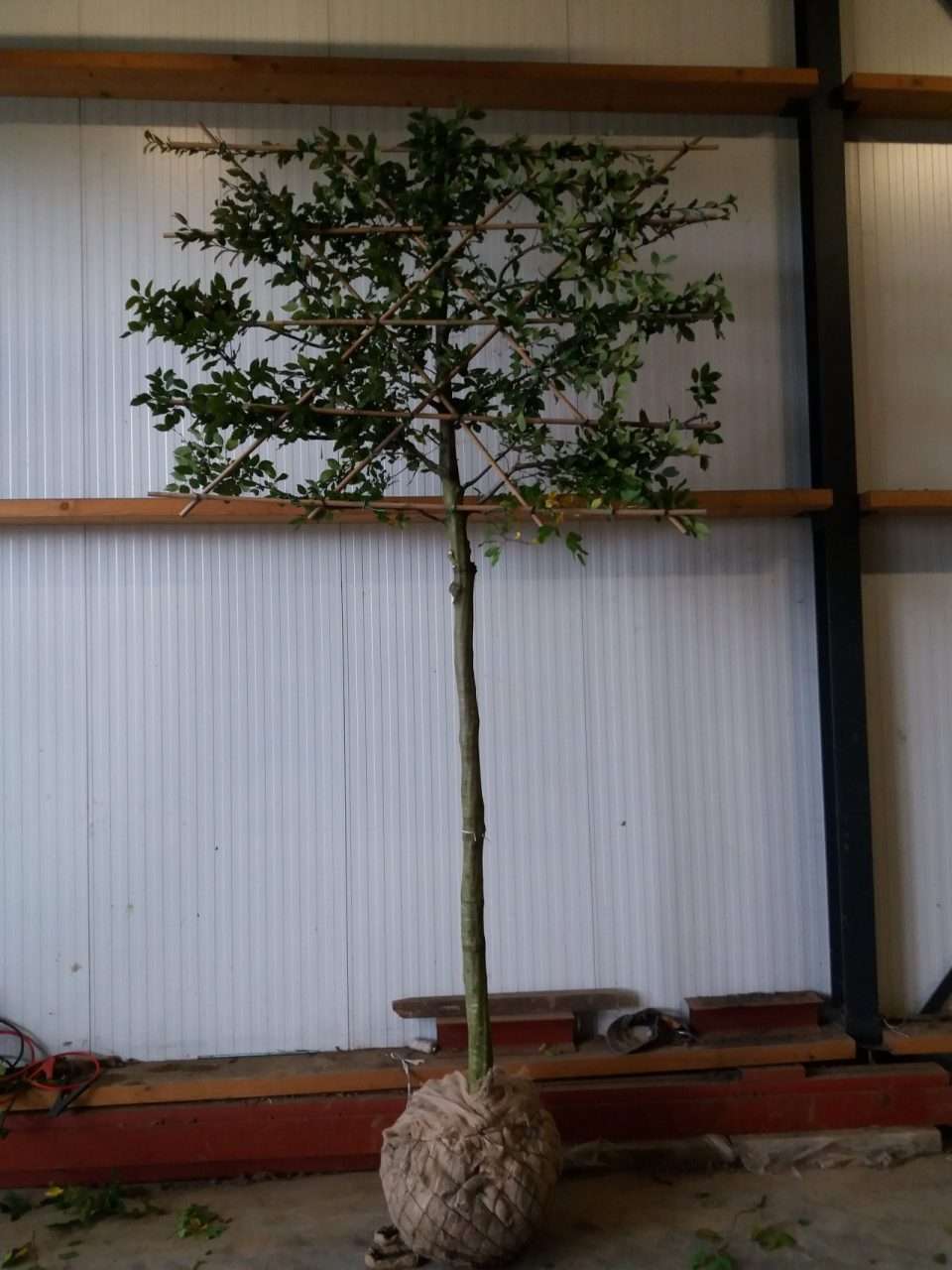 Leihaagbeuk Carpinus Betulus Leiboom