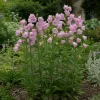 Campanula lactiflora Loddon Anna – klokje