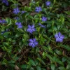 Vinca minor – Maagdenpalm