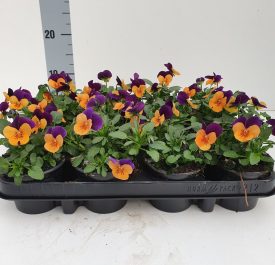 Bosviool paars oranje Viola Cornuta